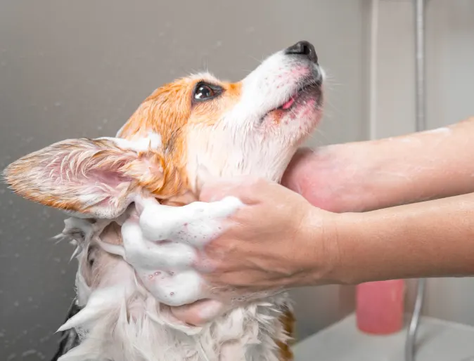 DOG IN BATHTUB 